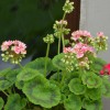 Pelargonium 'Mallorca' - Pelargoon 'Mallorca' P9/0,55L